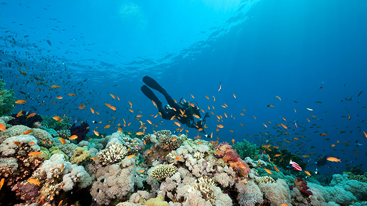 Scuba diving sian kaan