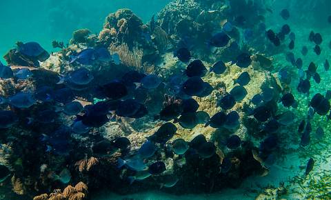 Snorkeling Sian Ka'an Village